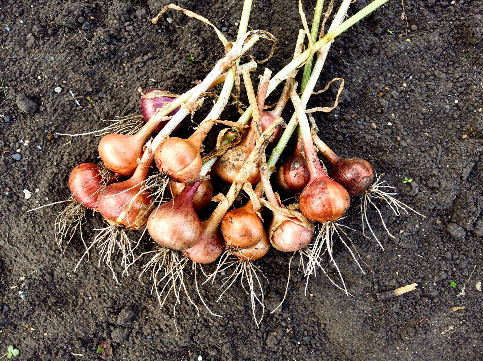 Shallot — hero (AI-generated reference image)